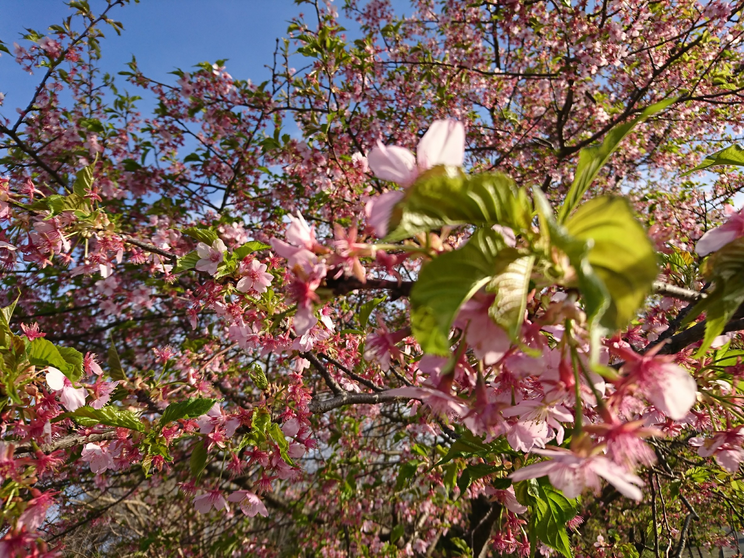 町へ出よう！_180316_0001