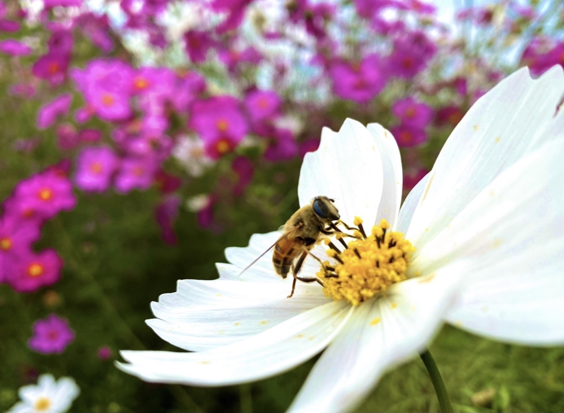 B05FA3B1-66CE-4998-A724-70F8563D0D09